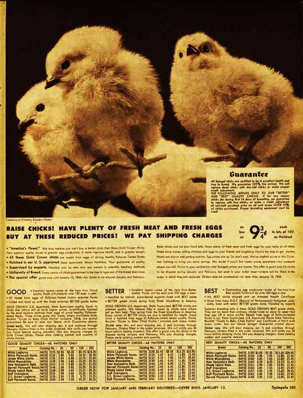 Where to buy chicks in the 1940s (Full Spiegel Ad)
