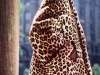 Vintage Leopard Print Coat from Seventeen Magazine (1946)